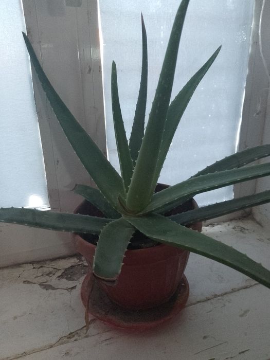 Хорошоий састаяний