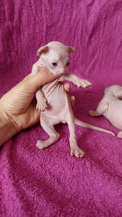 Котята донского сфинкса