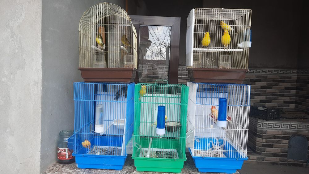 Канарейкалар бар