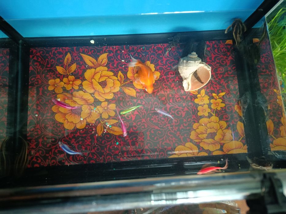 Продаю 40литровый аквариум и 15 рыбок