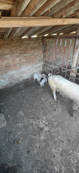 Продавам прасенца