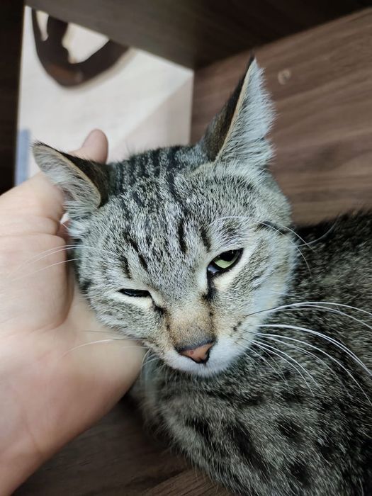 Кот в добрые руки