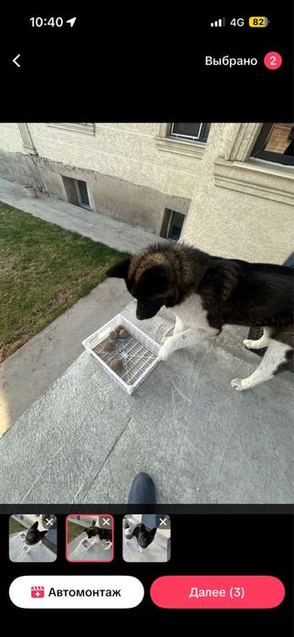 Пропала собака в р-не Карасу