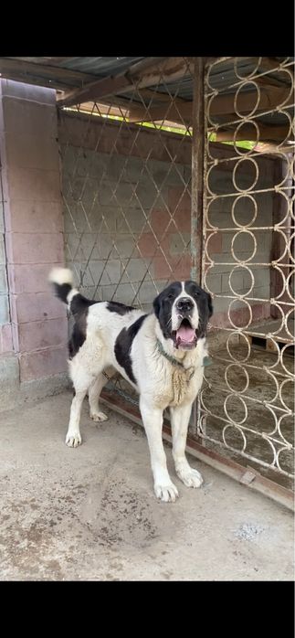 Продам тяж Алабай 1.2год кабель сао