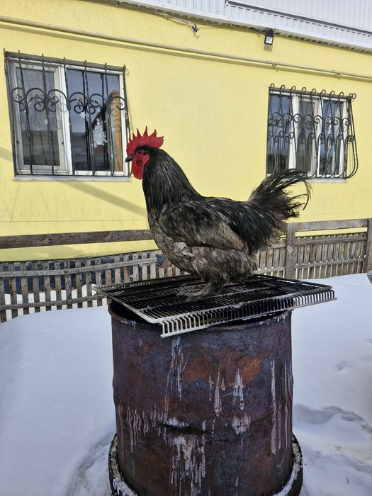 Продам петухов Джерсийский гигант