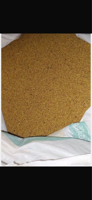 Vand seminte de lucerna