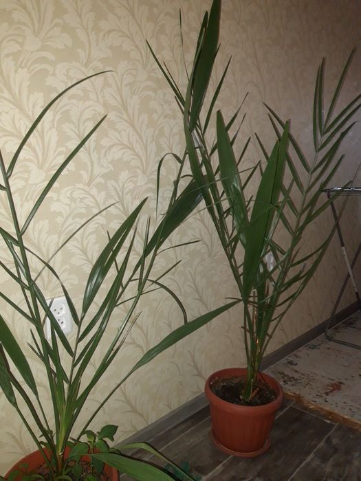 Финиковое дерево. Финиковый куст.