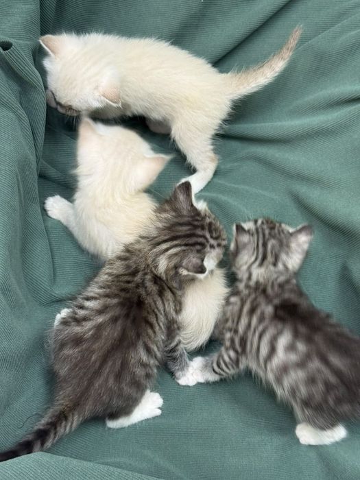 Котята ищут дом!