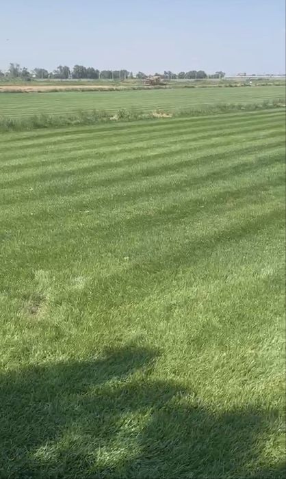 Газон качественный