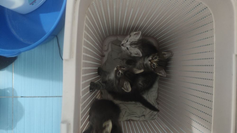 Отдам котят месяц