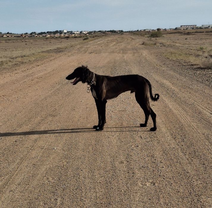 Потерялся тазы немесе ұрланды