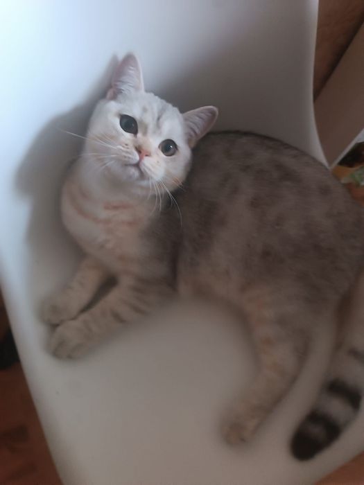 Продам кота