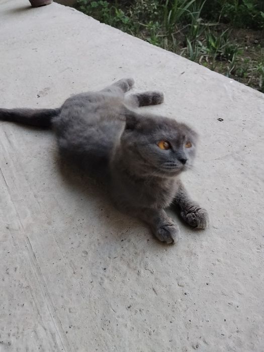 Scottish fold zotli mushuk