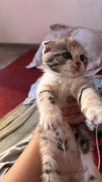 Котик Щотланский