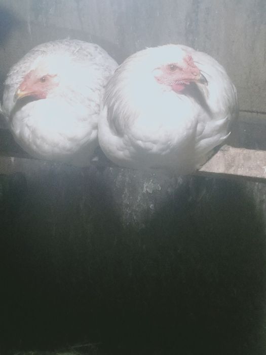 Продам срочно петухов и курочек .  .