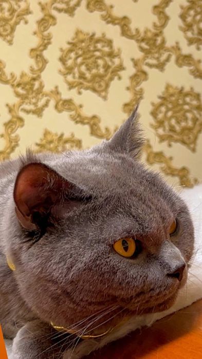 ВЯЗКА !Привозной Клубный Кот