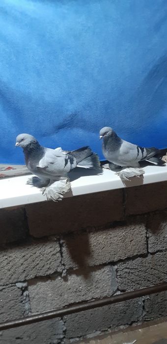 Голуби Персы Сизые