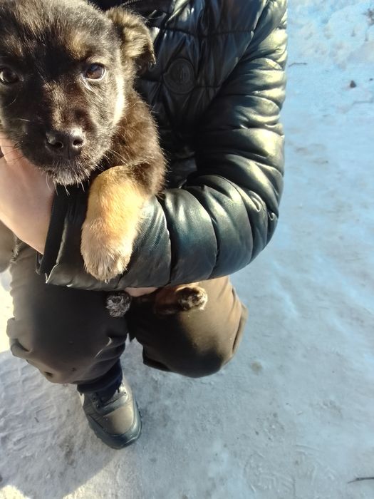 Отдам щенков двух