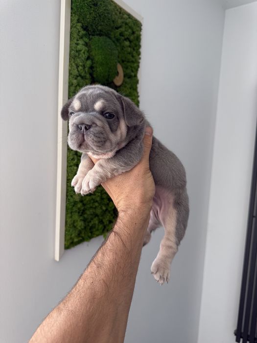Bulldog Francez Luxurious