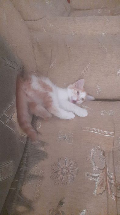 Котята маленькие домашние