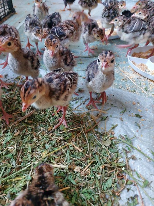 Индюк Хайбрид бронза