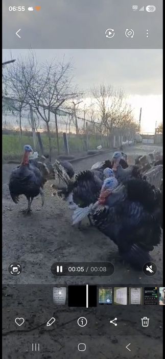 Vind curcami de rasa româneasca