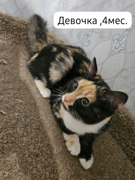 Котята бесплатно