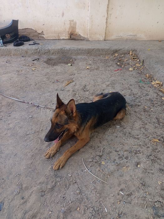 Афчарка парода исми Барсик