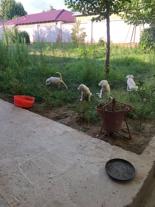 Щенки,алабай собака