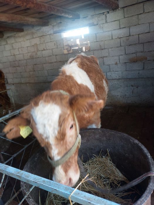 Ала Сиыр сатылады