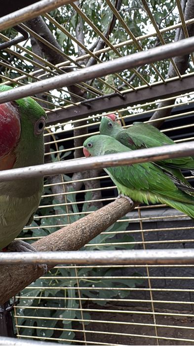 Pui marele si micul Alexander