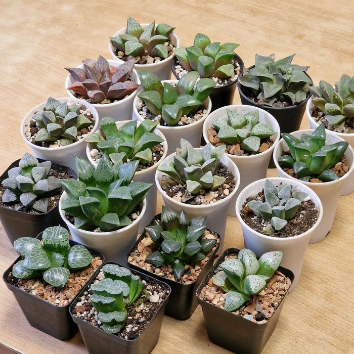 Хавортии, суккуленты