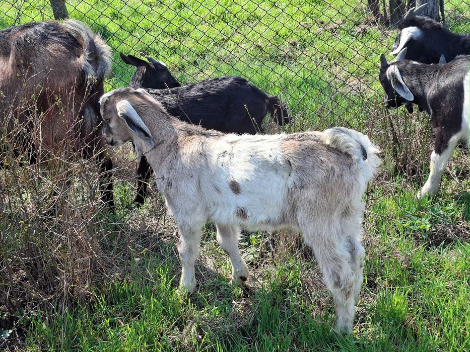 Vând iezi din rasele Anglonubian și Alpin Francez