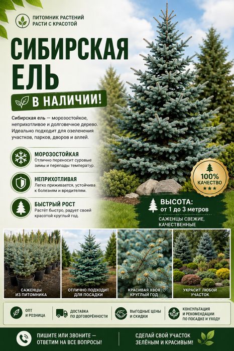 Саженцы сибирский ель оптом