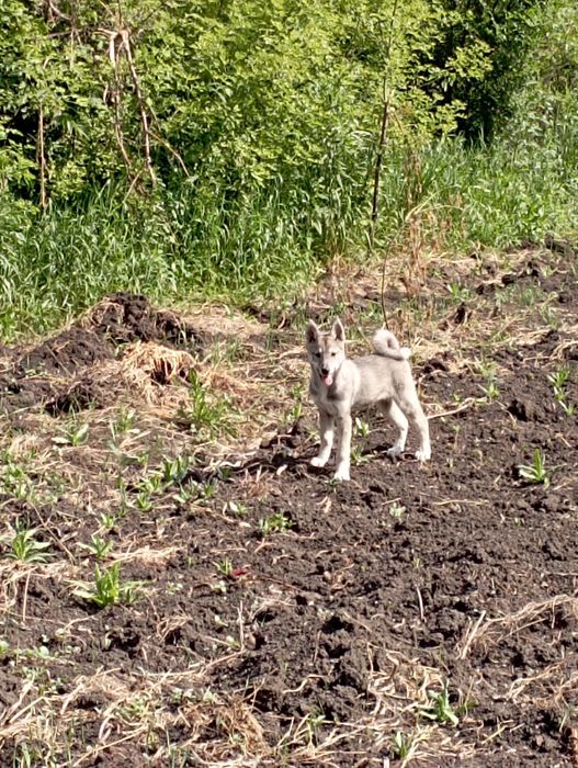 Продам щенков ЗСЛ!!!