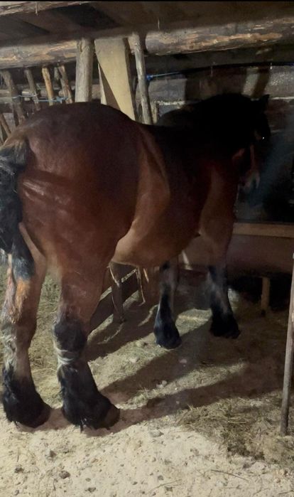 Iapa de 3 ani jumătate grea