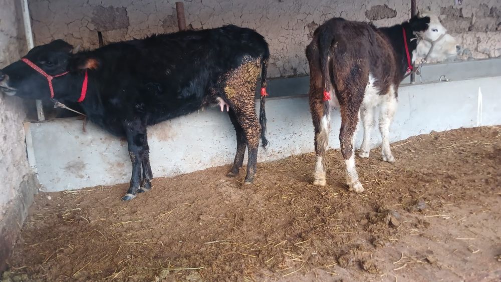 Бұзаулы сиыр сатылады туркестан