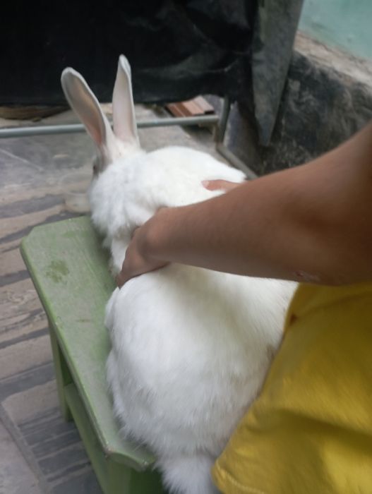 атличнаяа заец парода