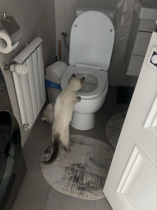 Сиамская кошка девочка