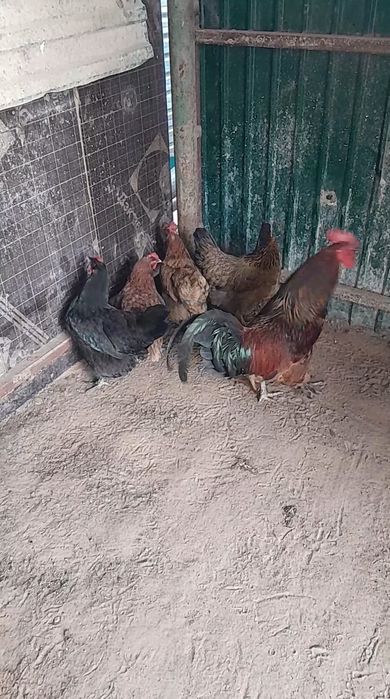 Тауықтар сатылады