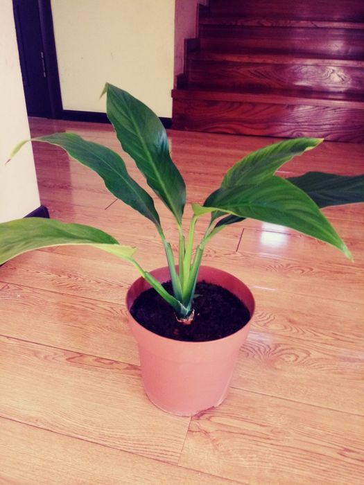 Спатиффилум - женское счастье