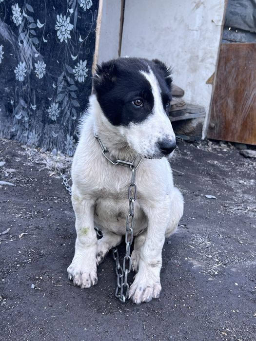 Щенка Алабая девочка