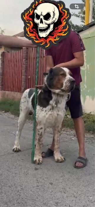 Щенки волкодав азиат