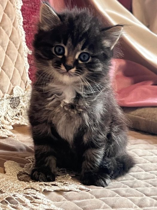 Сибирские малыши