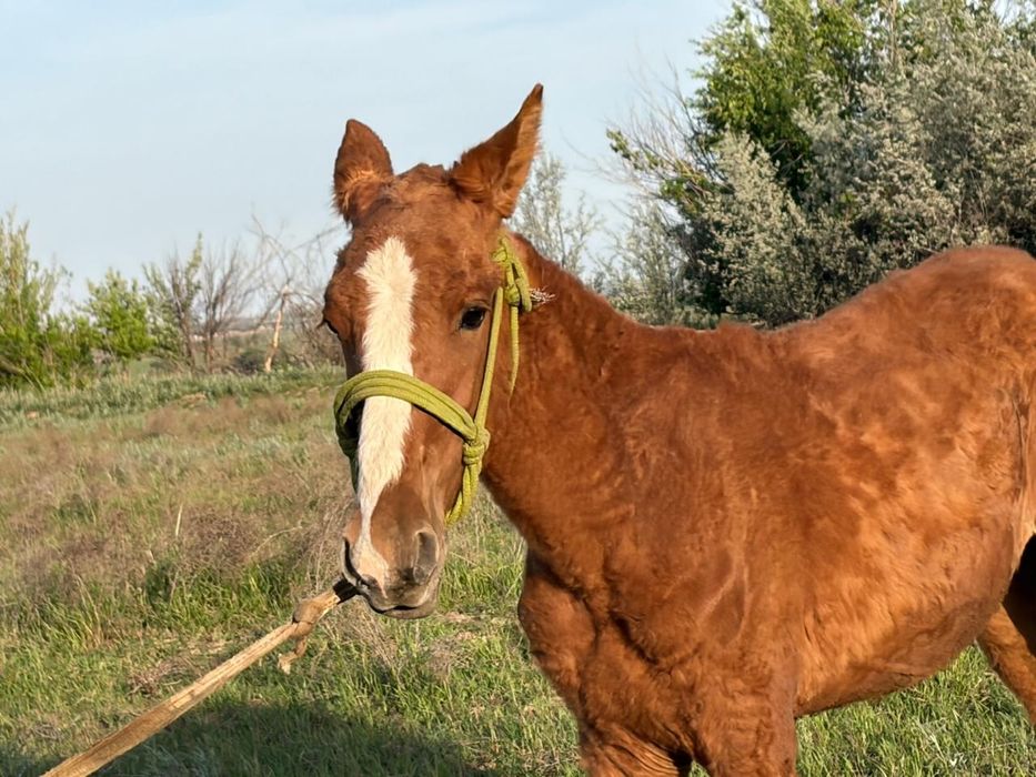 болашағы бар қасқа тай сатылады мінгі
