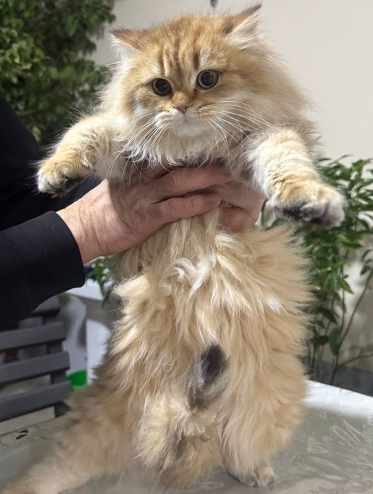 Британские залатисти  хейланд  угил бола 4 ойлик