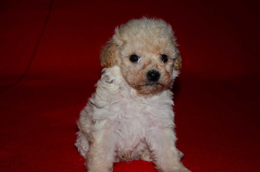 Мальтипу мини ! Maltipoo f1