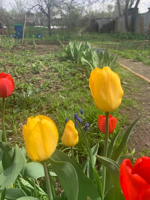 Продам тюльпаны на срез