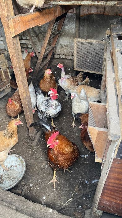 Продам кур 4000тг