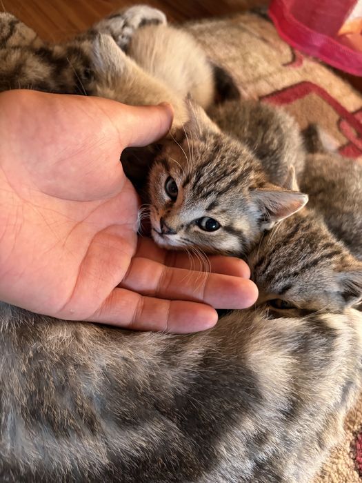 котята пародистые девочки